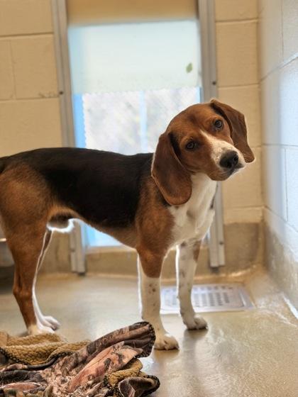 Enlarge Stromboli, a Adoptable mixed breed in King William, VA image 2/2