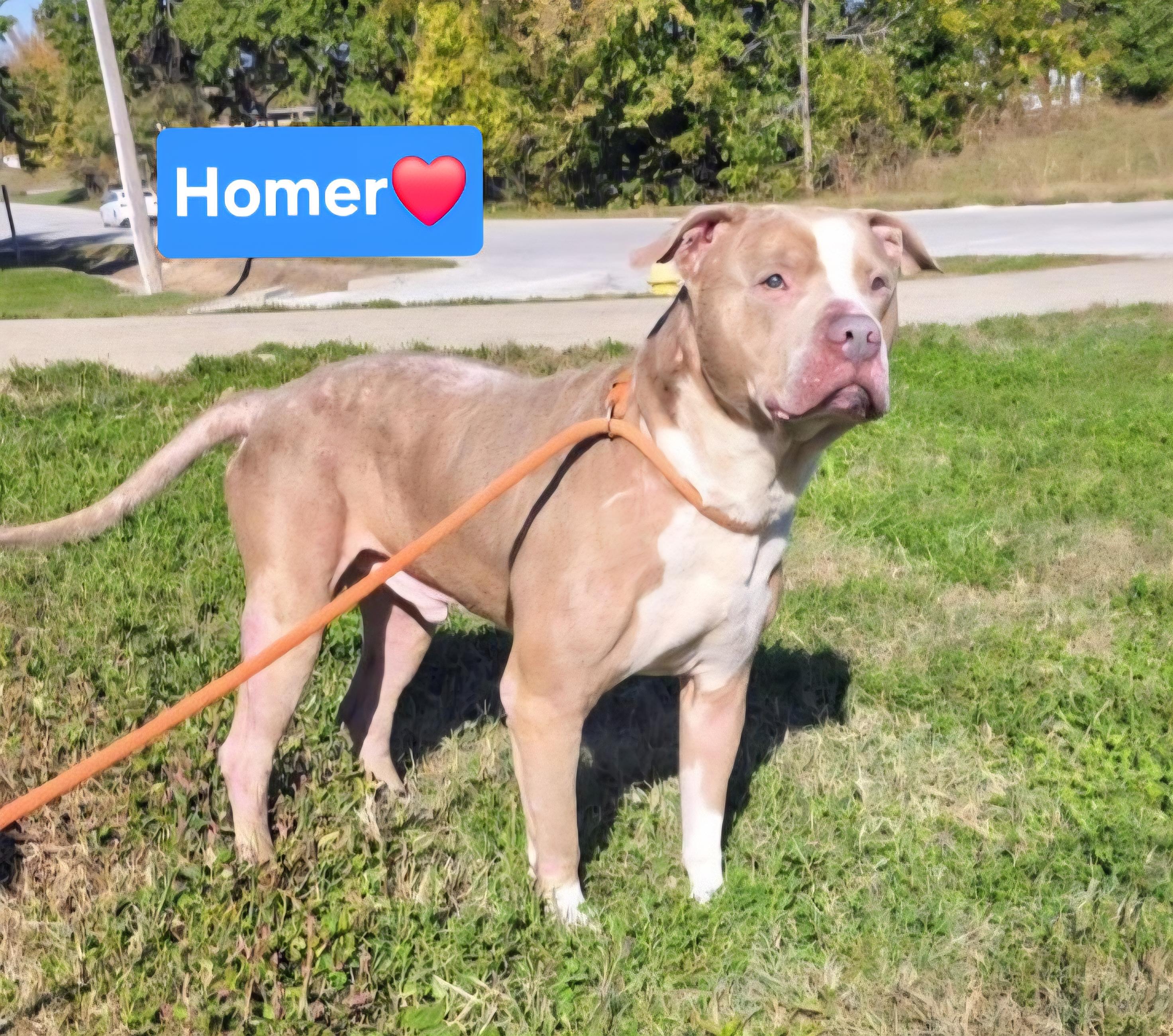 Homer, a Adoptable mixed breed in Clinton, MO image 1/2