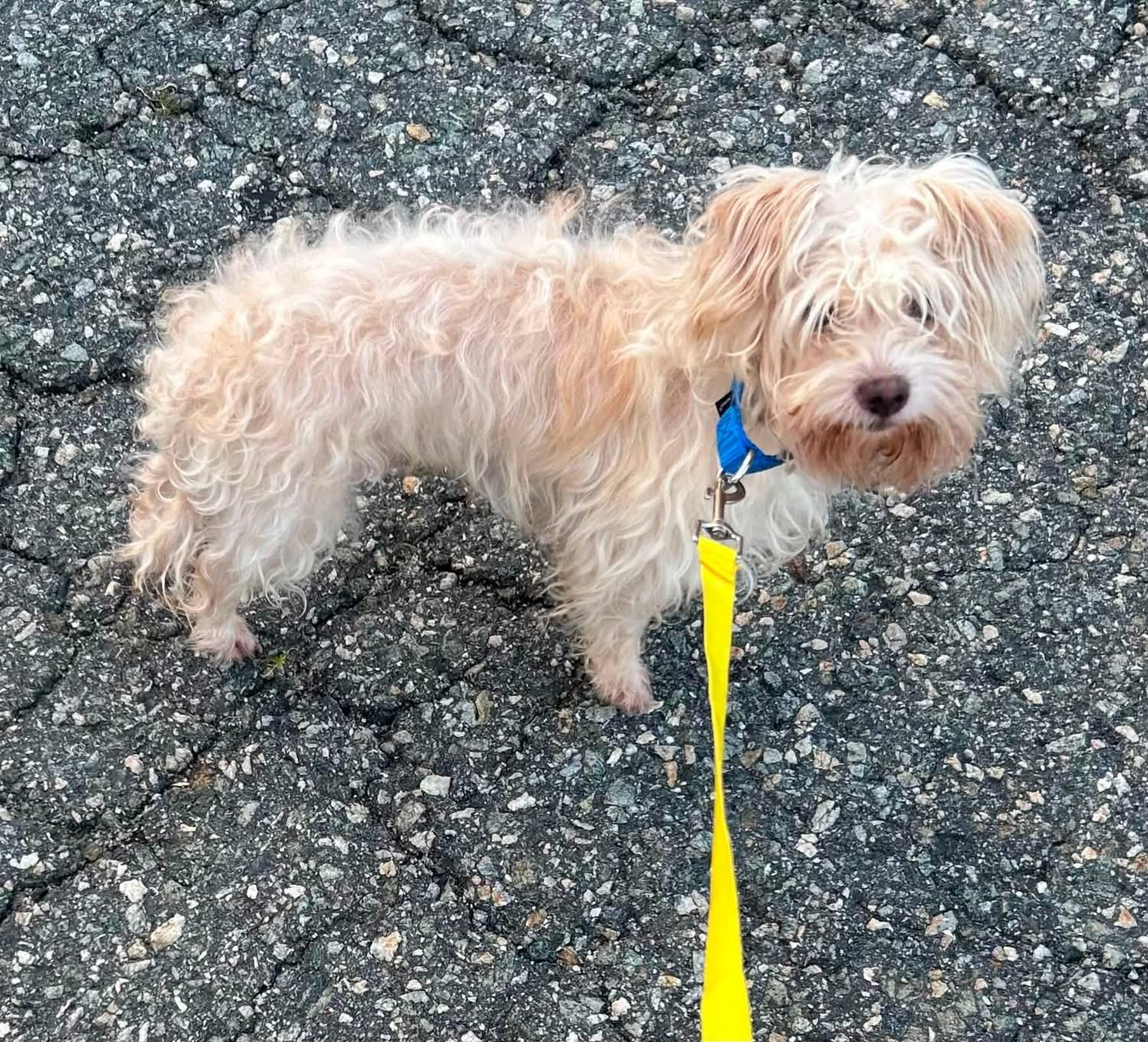 Enlarge Gordon, a ADOPTABLE mixed breed in Oak Ridge, NJ image 2/3