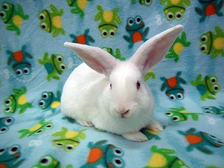 Moki & Darby, Adoptable, Adult Male Florida White.