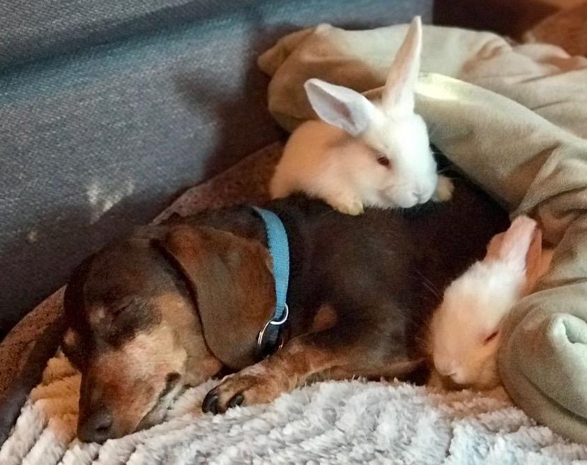 Moki & Darby, a Adoptable mixed breed in Scotts Valley, CA image 2/6