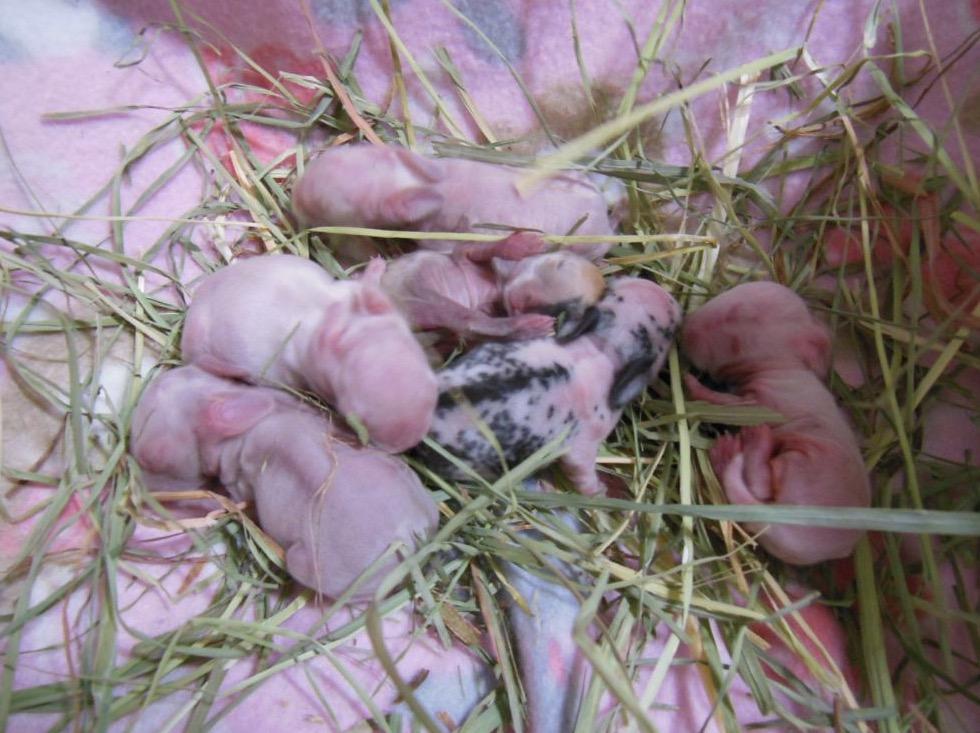 Moki & Darby, a Adoptable mixed breed in Scotts Valley, CA image 3/6