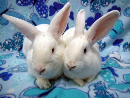 Moki & Darby, a Adoptable mixed breed in Scotts Valley, CA image 4/6
