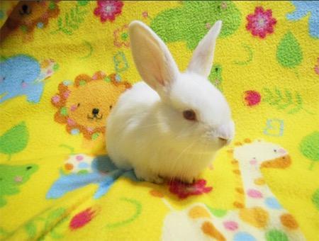 Moki & Darby, a Adoptable mixed breed in Scotts Valley, CA image 5/6