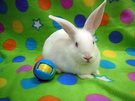 Enlarge Moki & Darby, a Adoptable mixed breed in Scotts Valley, CA image 3/6