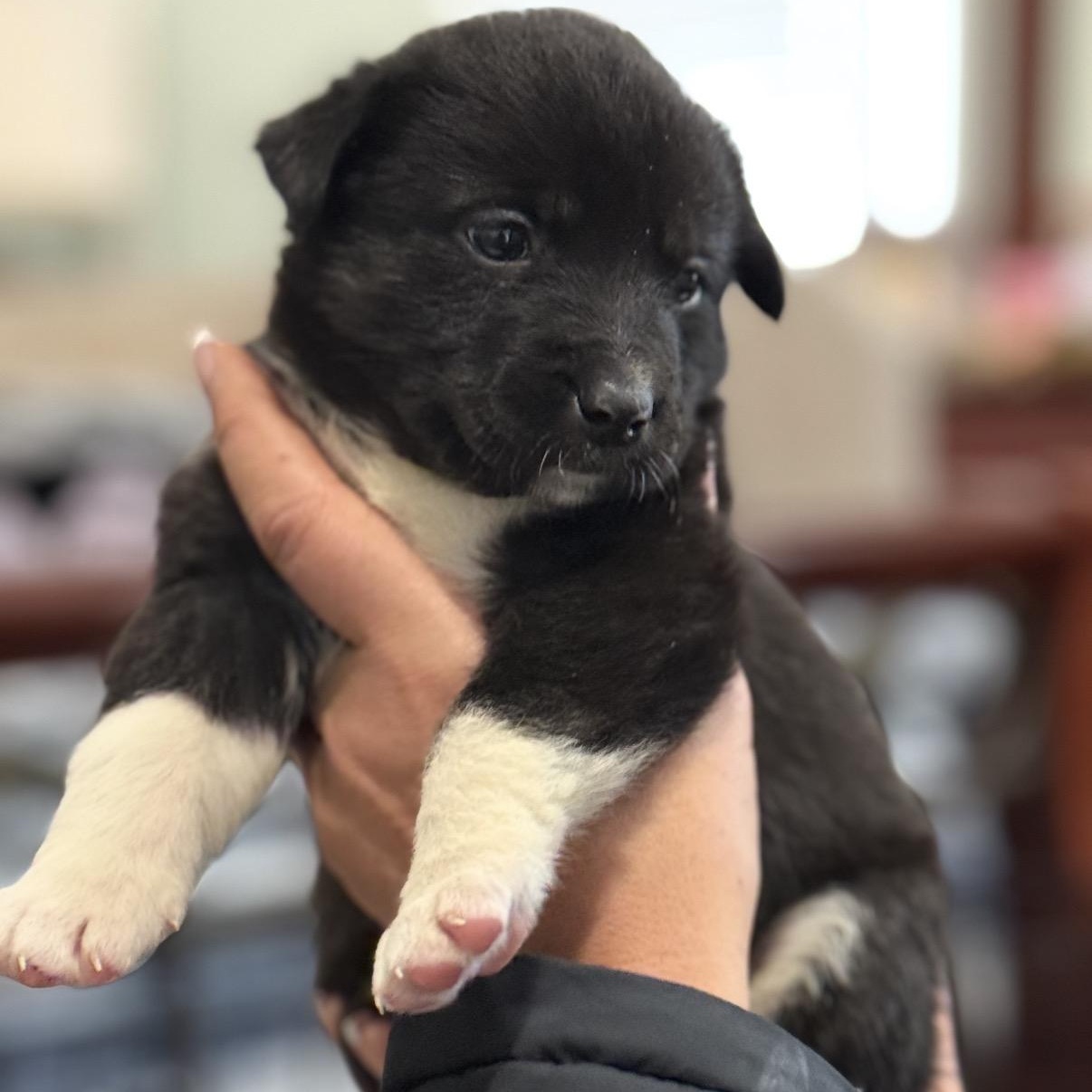 Enlarge Harper, an adopted Border Collie in Hamilton , NJ image 1/1