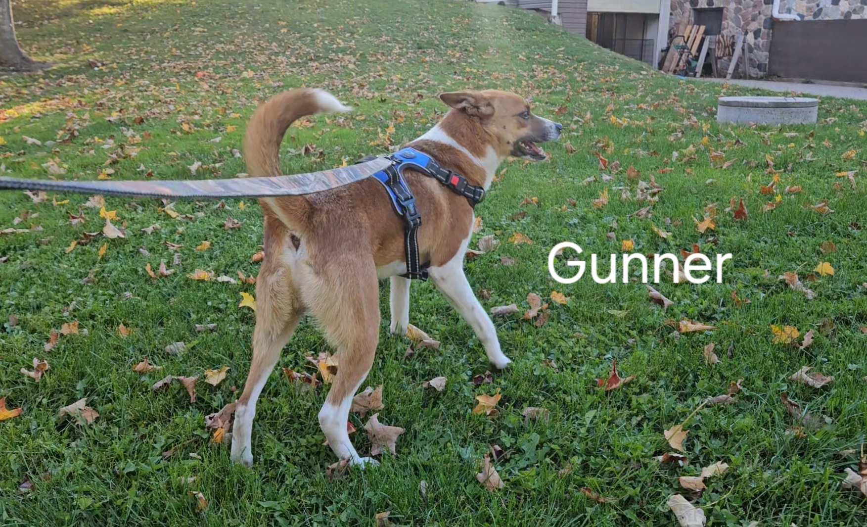 Gunner. LOWERED FEE photo 2