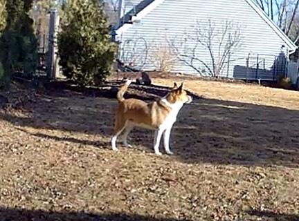 Gunner. LOWERED FEE photo 3