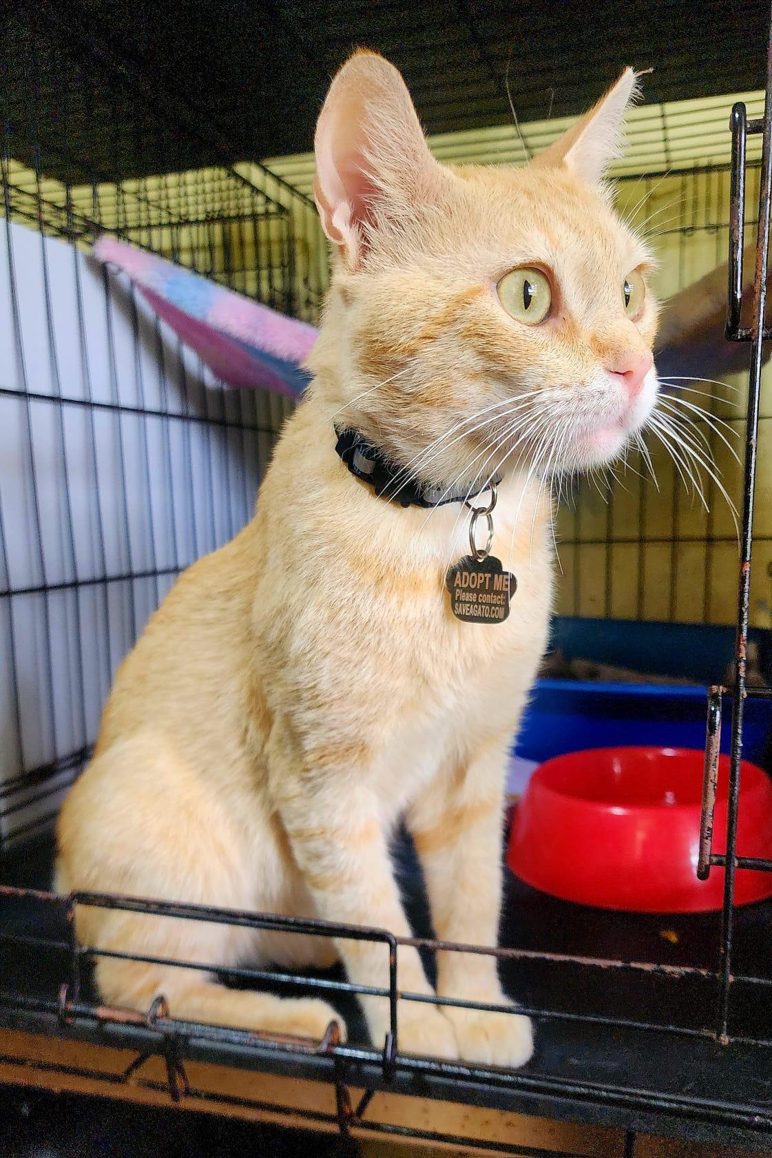 Batey, a Adoptable Domestic Short Hair in New York, NY image 1/6