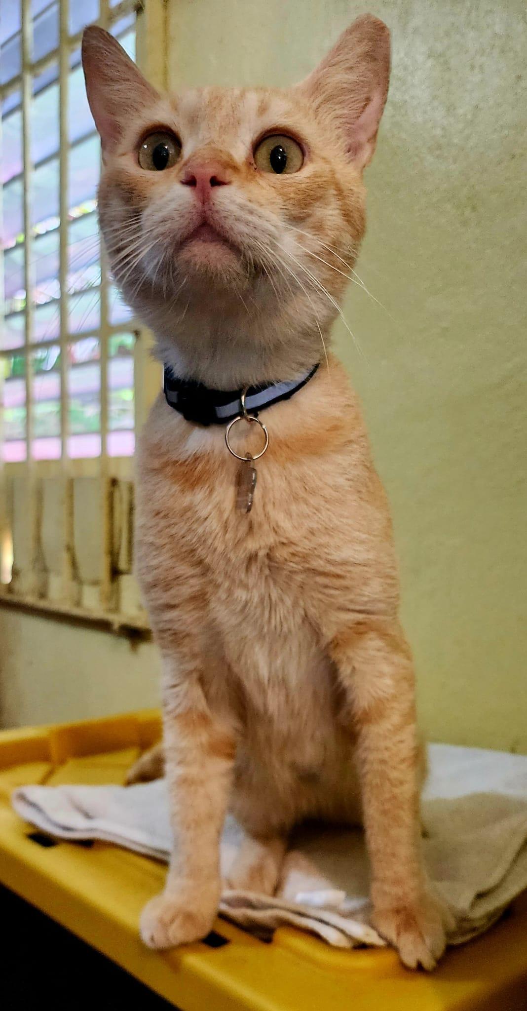 Batey, a Adoptable Domestic Short Hair in New York, NY image 3/6