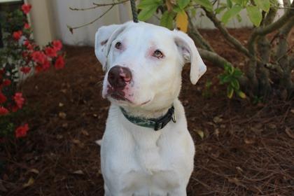 Lumere, Adoptable, Adult Male American Bulldog & Mixed Breed.
