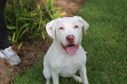 Enlarge Lumere, a Adoptable mixed breed in Brunswick, GA image 2/3