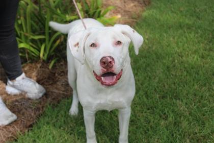 Enlarge Lumere, a Adoptable mixed breed in Brunswick, GA image 3/3