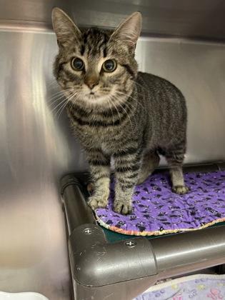 Stevie, Adoptable, Kitten Female Domestic Short Hair & Domestic Short Hair.