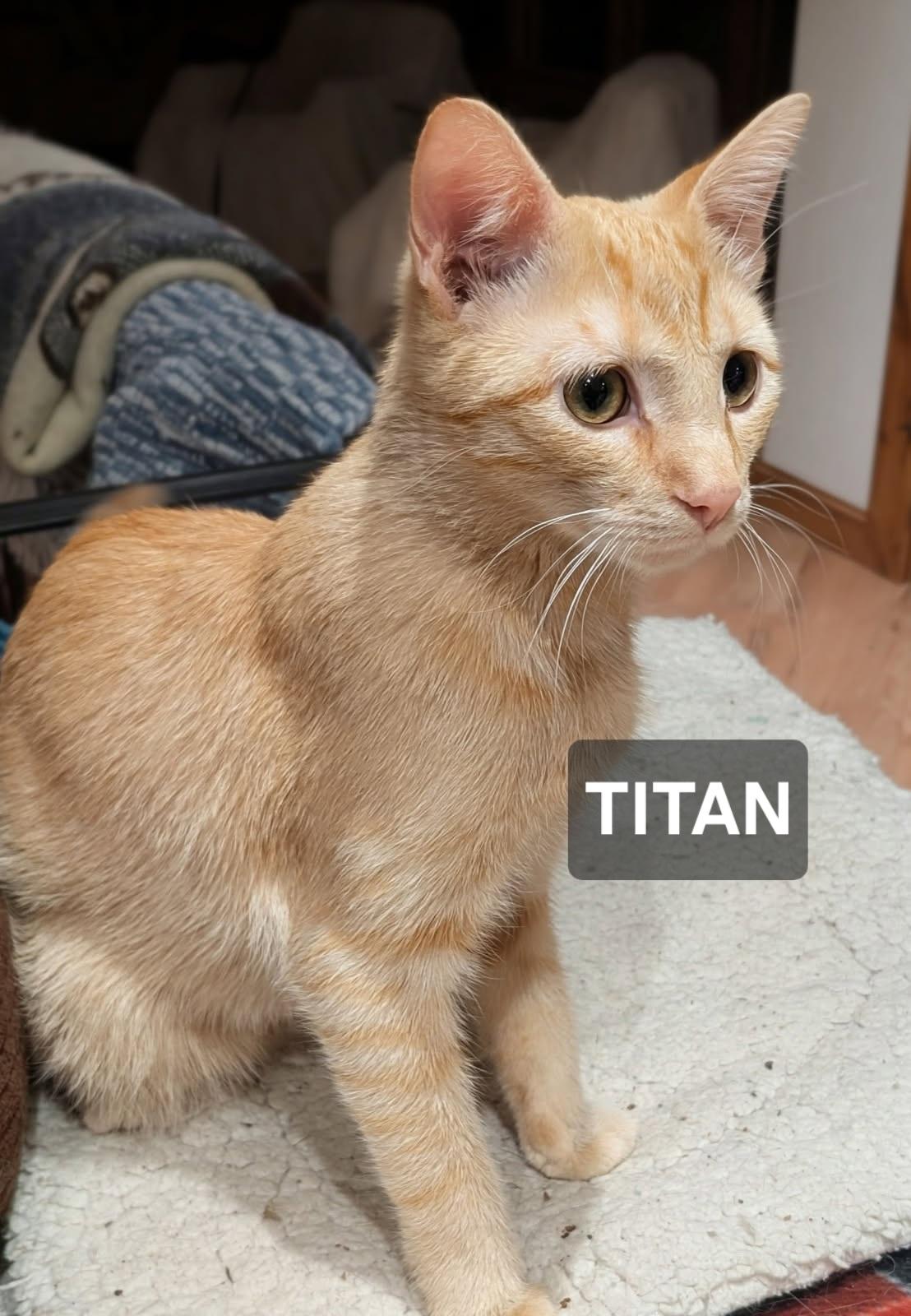 Titan, ADOPTABLE, Young Male Tabby.