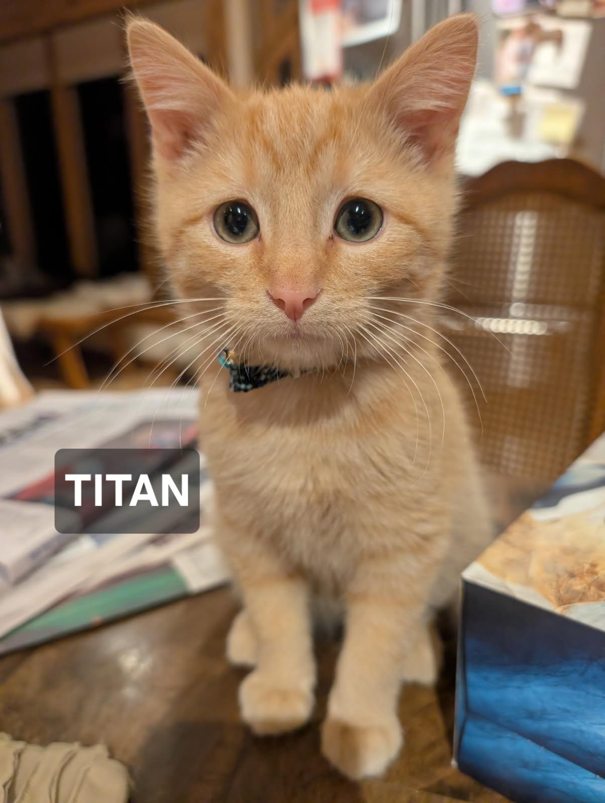 Titan, ADOPTABLE, Young Male Tabby.