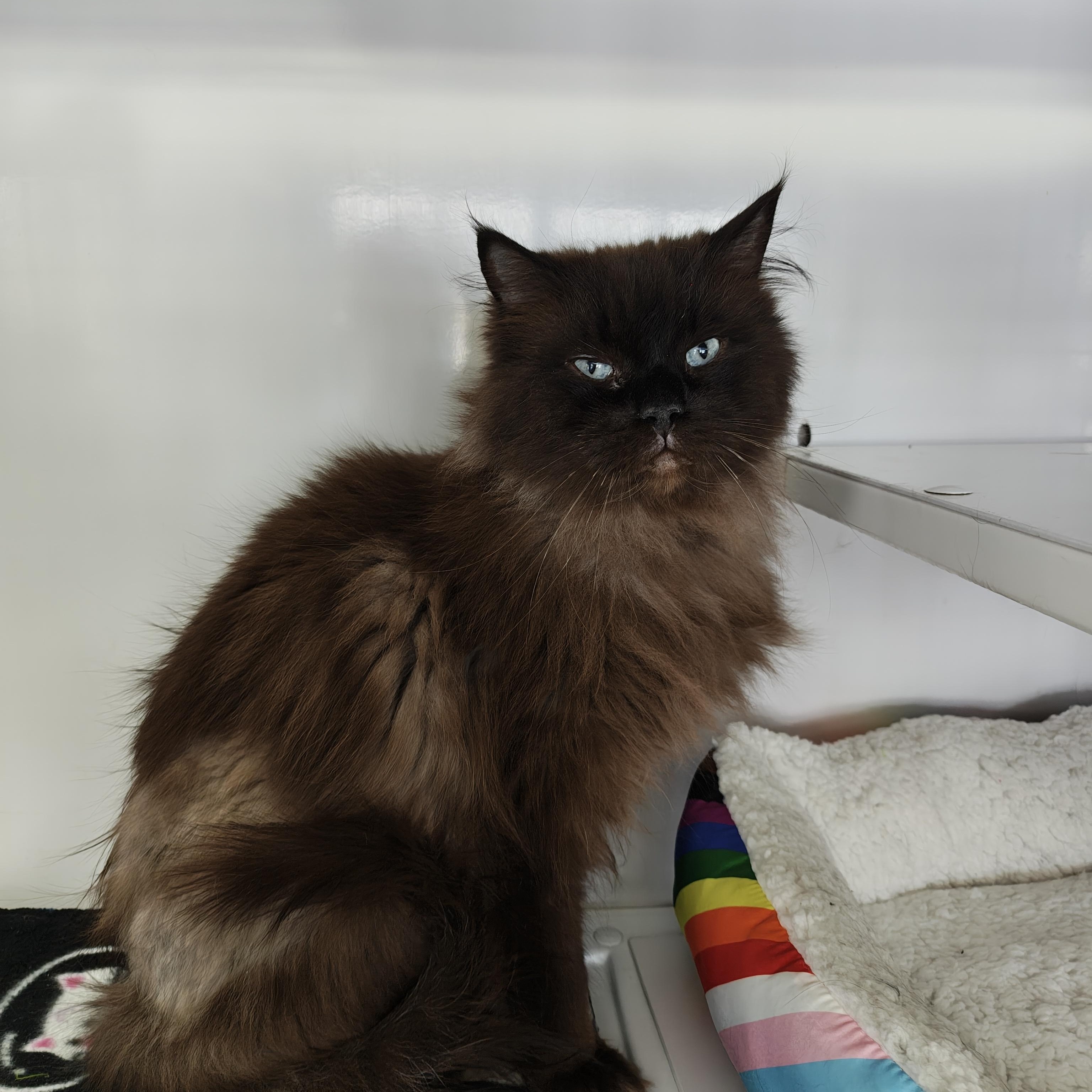 Camo, adopted, Adult Male Domestic Long Hair.