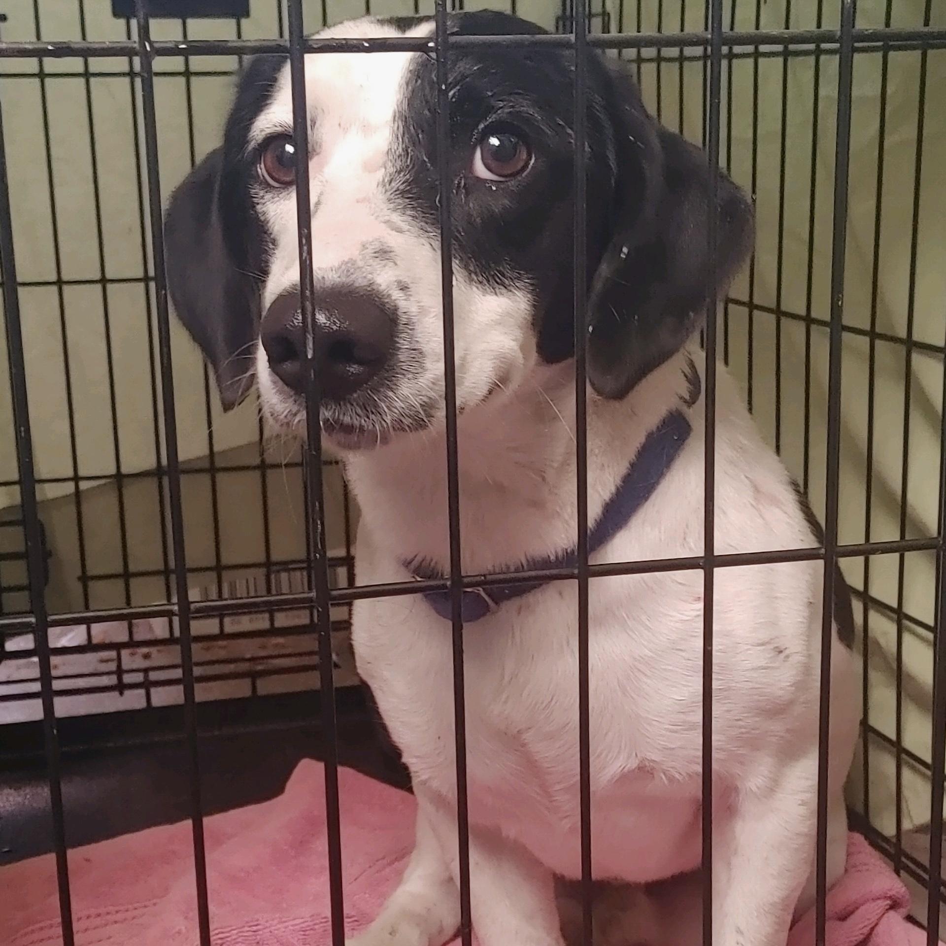 Enlarge Snoopy, a Adoptable mixed breed in Providence, RI image 4/5