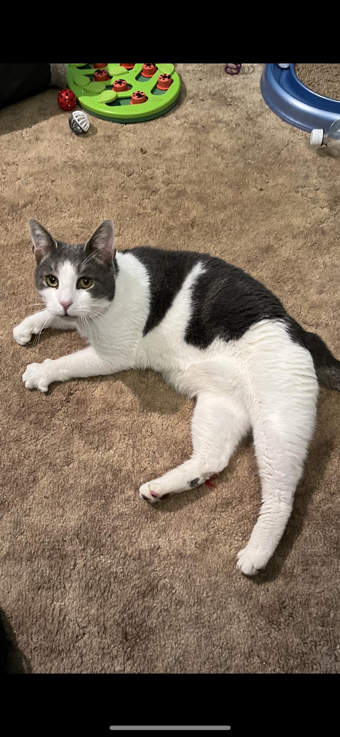 Larrabee, a Adoptable Domestic Short Hair in Connelly Springs, NC image 3/5