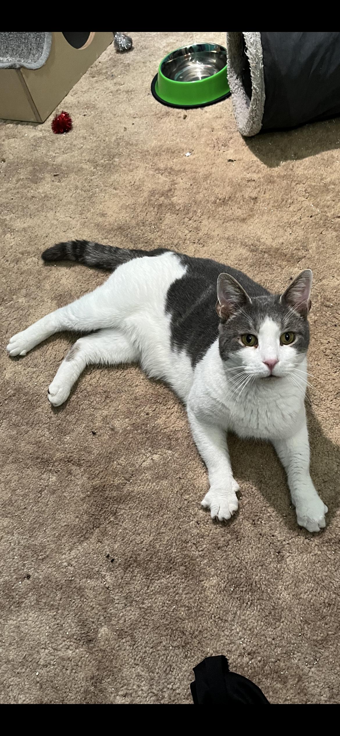 Larrabee, a Adoptable Domestic Short Hair in Connelly Springs, NC image 4/5