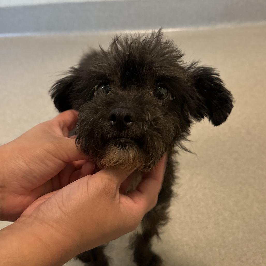 Mateo, Adoptable, Senior Male Terrier.