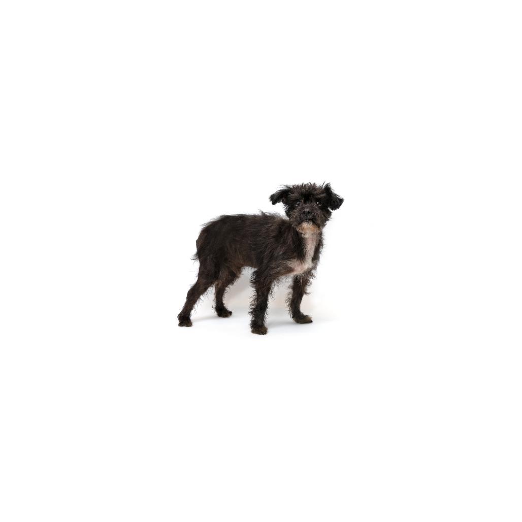Mateo, a Adoptable Terrier in Playa Vista, CA image 2/2