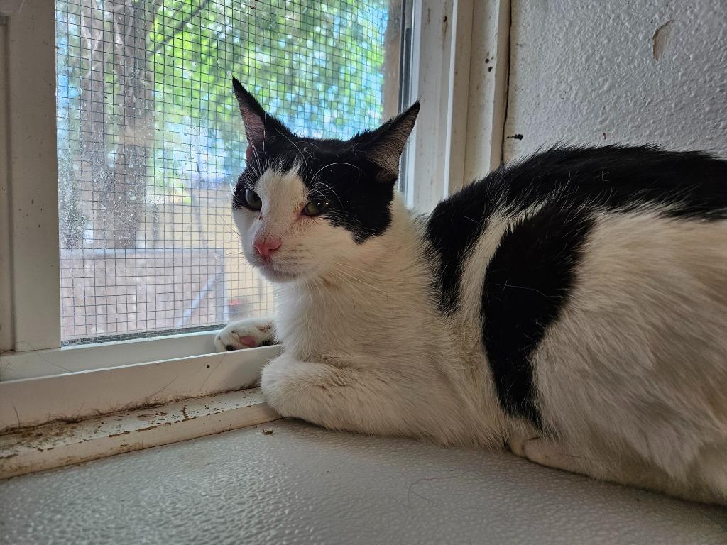 Enlarge Dicky, a Adoptable Domestic Short Hair in Grand Junction, CO image 1/2