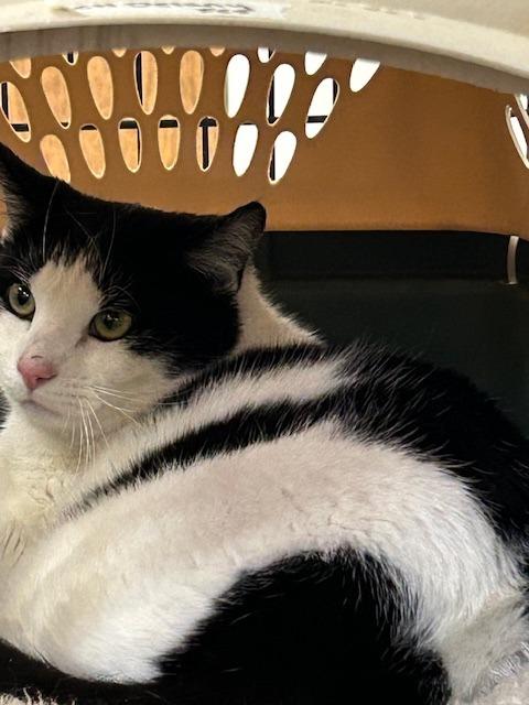 Dicky, a Adoptable Domestic Short Hair in Grand Junction, CO image 2/2