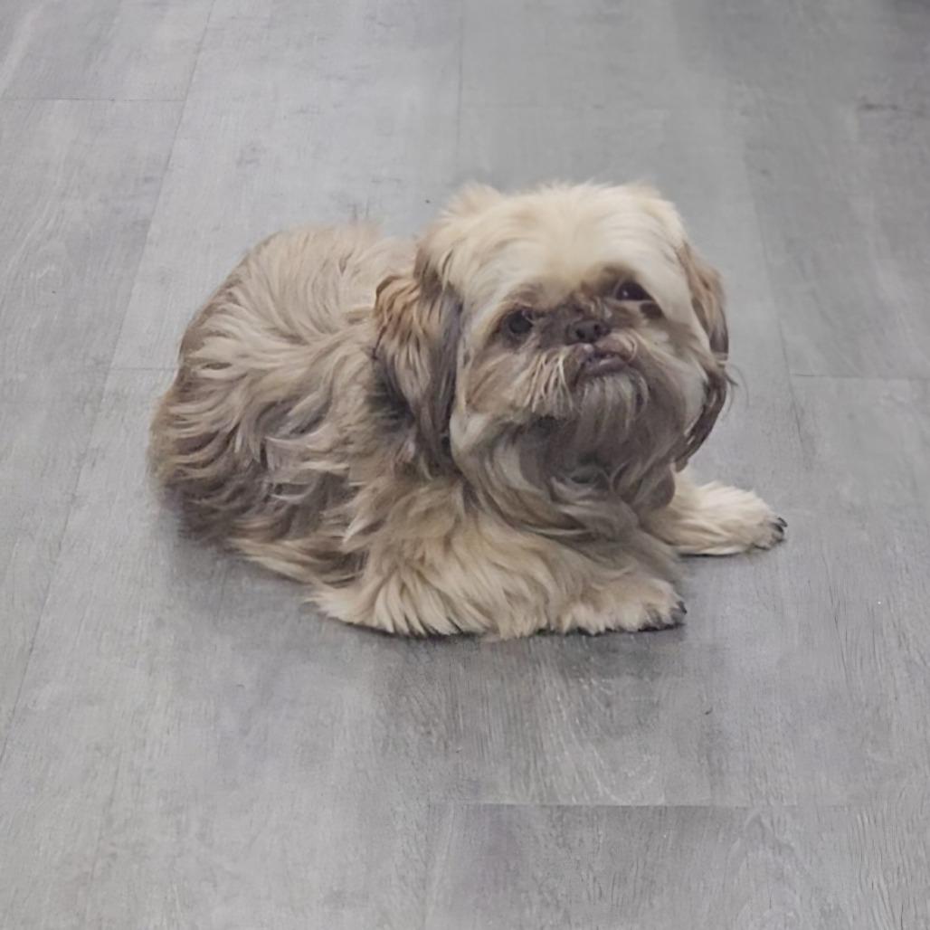 Ewok — thumbnail 6