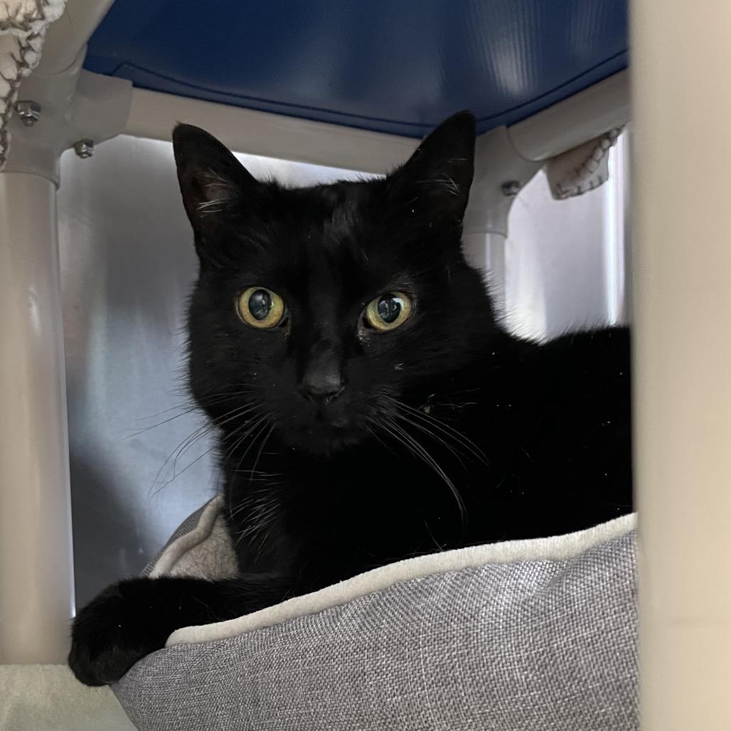 Boo, Adoptable, Senior Female Domestic Short Hair.