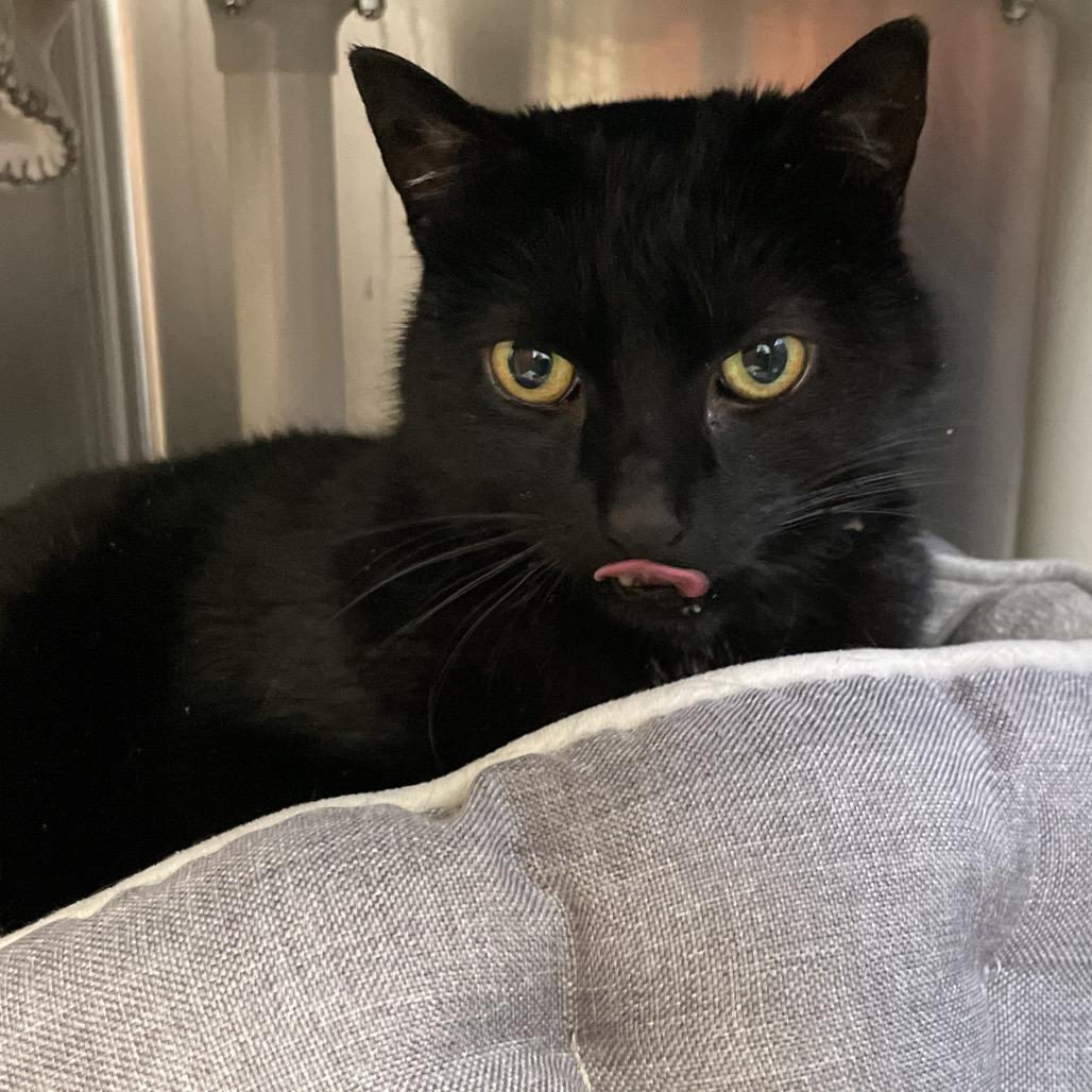 Enlarge Boo, a Adoptable Domestic Short Hair in Enfield, NH image 2/3