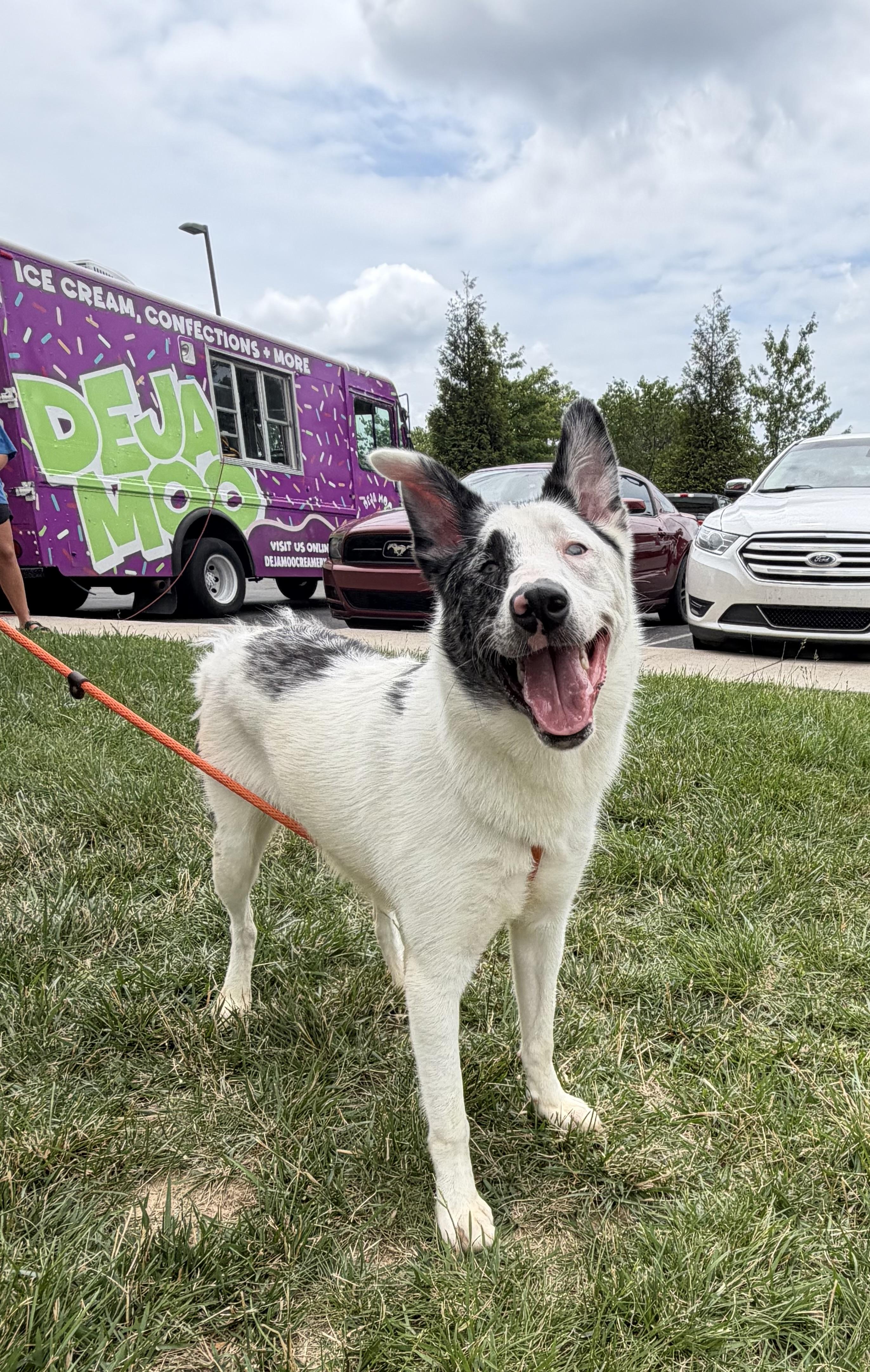 Enlarge Valentina, a Adoptable mixed breed in Goodlettsville, TN image 1/5