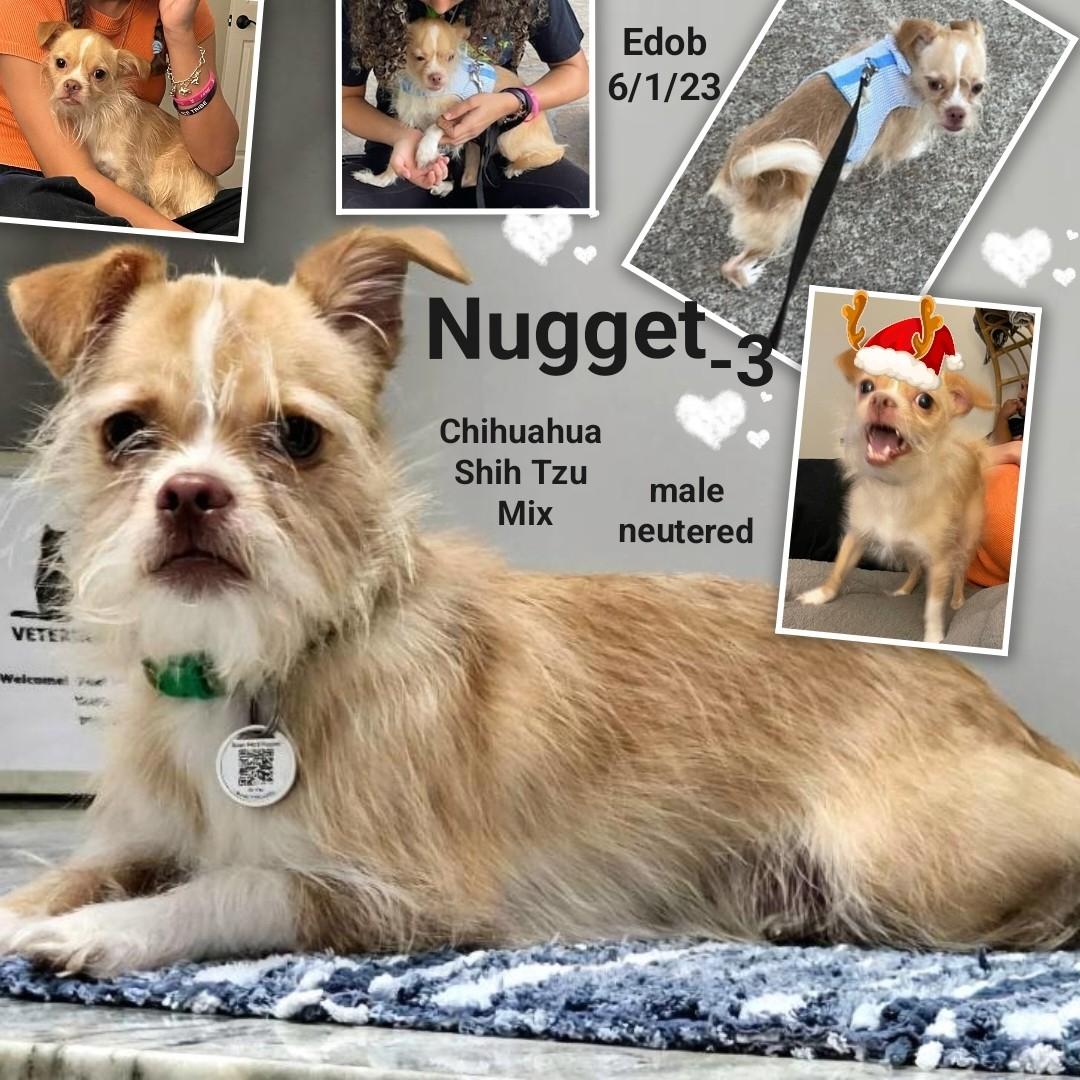 Nugget-3 WV13954-T  LOCAL Adoption Event in Woodinville 12/07 5