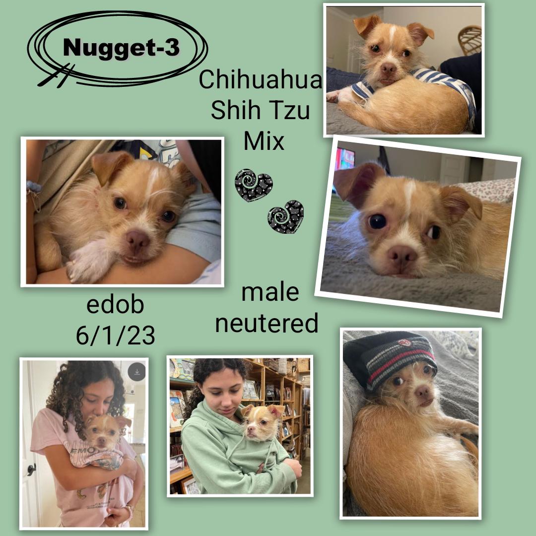Nugget-3 WV13954-T  LOCAL Adoption Event in Woodinville 12/07 4