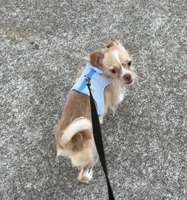 Nugget-3 WV13954-T  LOCAL Adoption Event in Woodinville 12/07 2