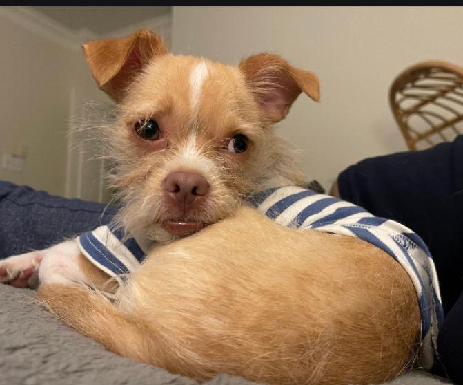 Nugget-3 WV13954-T  LOCAL Adoption Event in Woodinville 12/07 1