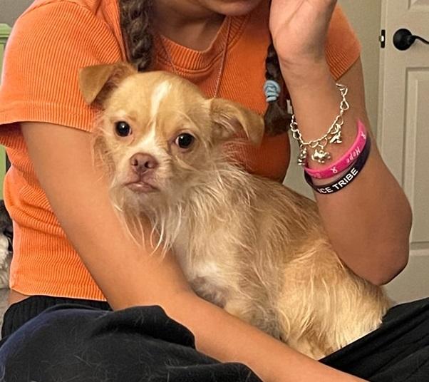 Nugget-3 WV13954-T  LOCAL Adoption Event in Woodinville 12/07 3