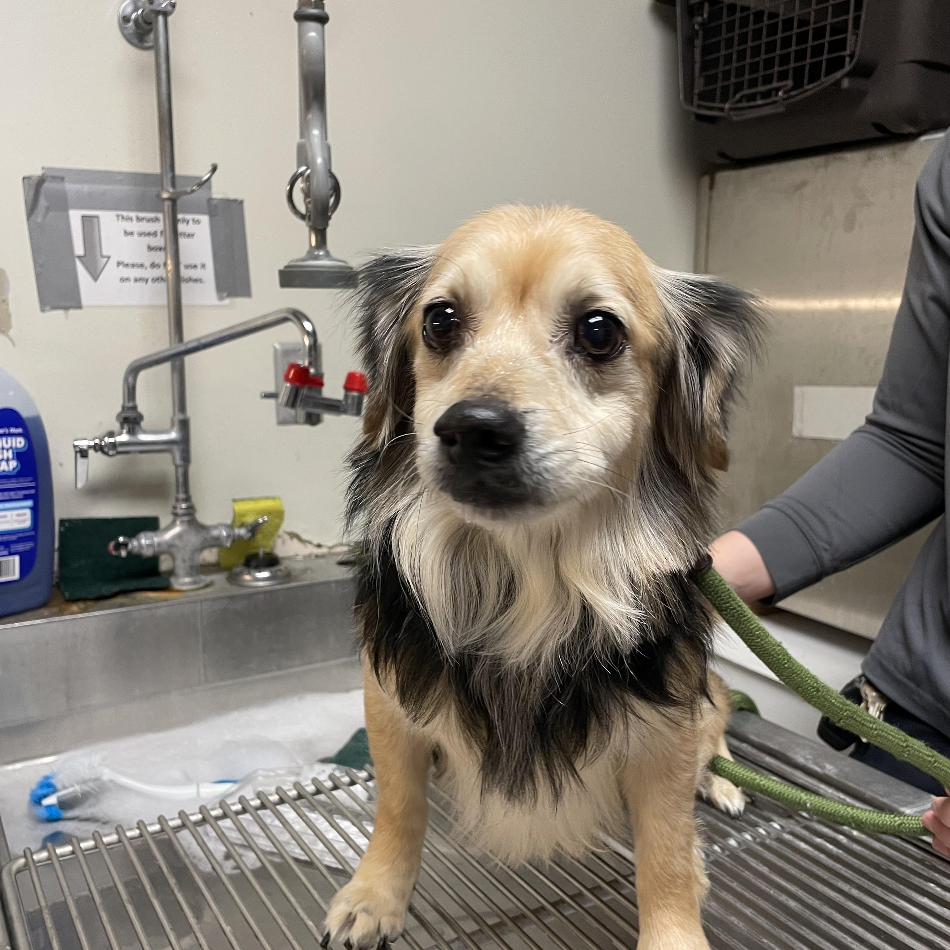 Blackie Chan, adopted, Senior Male Chihuahua.
