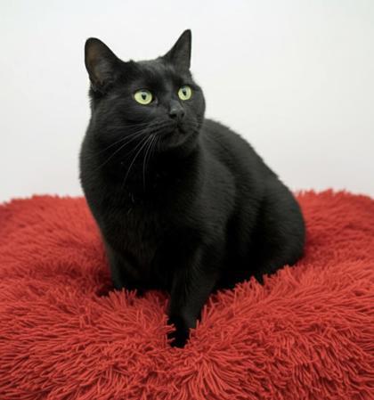 Monroe-(bonded w/ Kennedy), a Adoptable Domestic Short Hair in Bowling Green, KY image 1/3