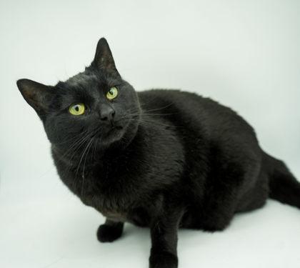 Monroe-(bonded w/ Kennedy), Adoptable, Young Female Domestic Short Hair & Domestic Short Hair.