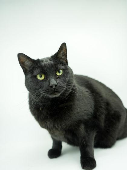 Monroe-(bonded w/ Kennedy), a Adoptable Domestic Short Hair in Bowling Green, KY image 3/3