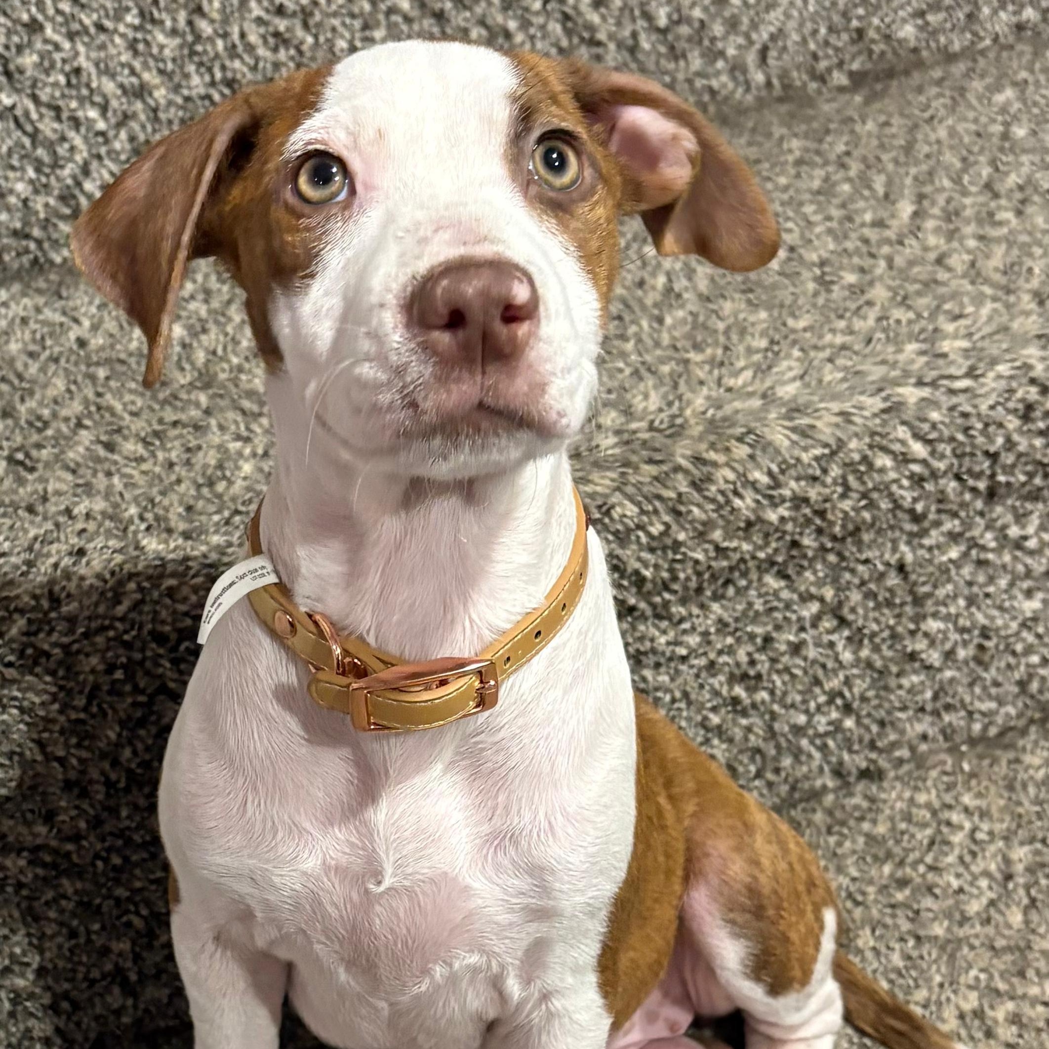 Enlarge Ellie, a Adoptable mixed breed in Baltimore, MD image 3/6