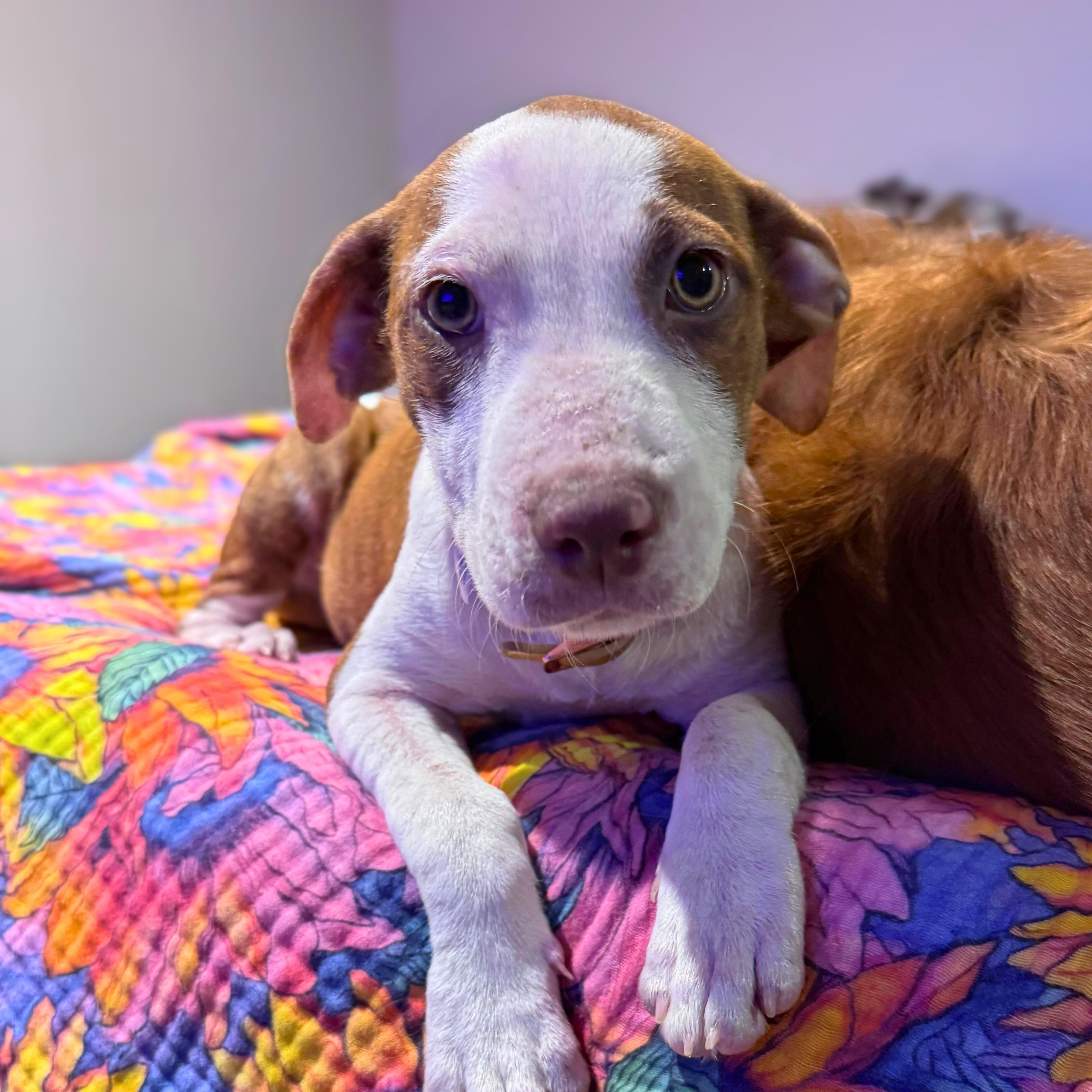 Enlarge Ellie, a Adoptable mixed breed in Baltimore, MD image 4/6