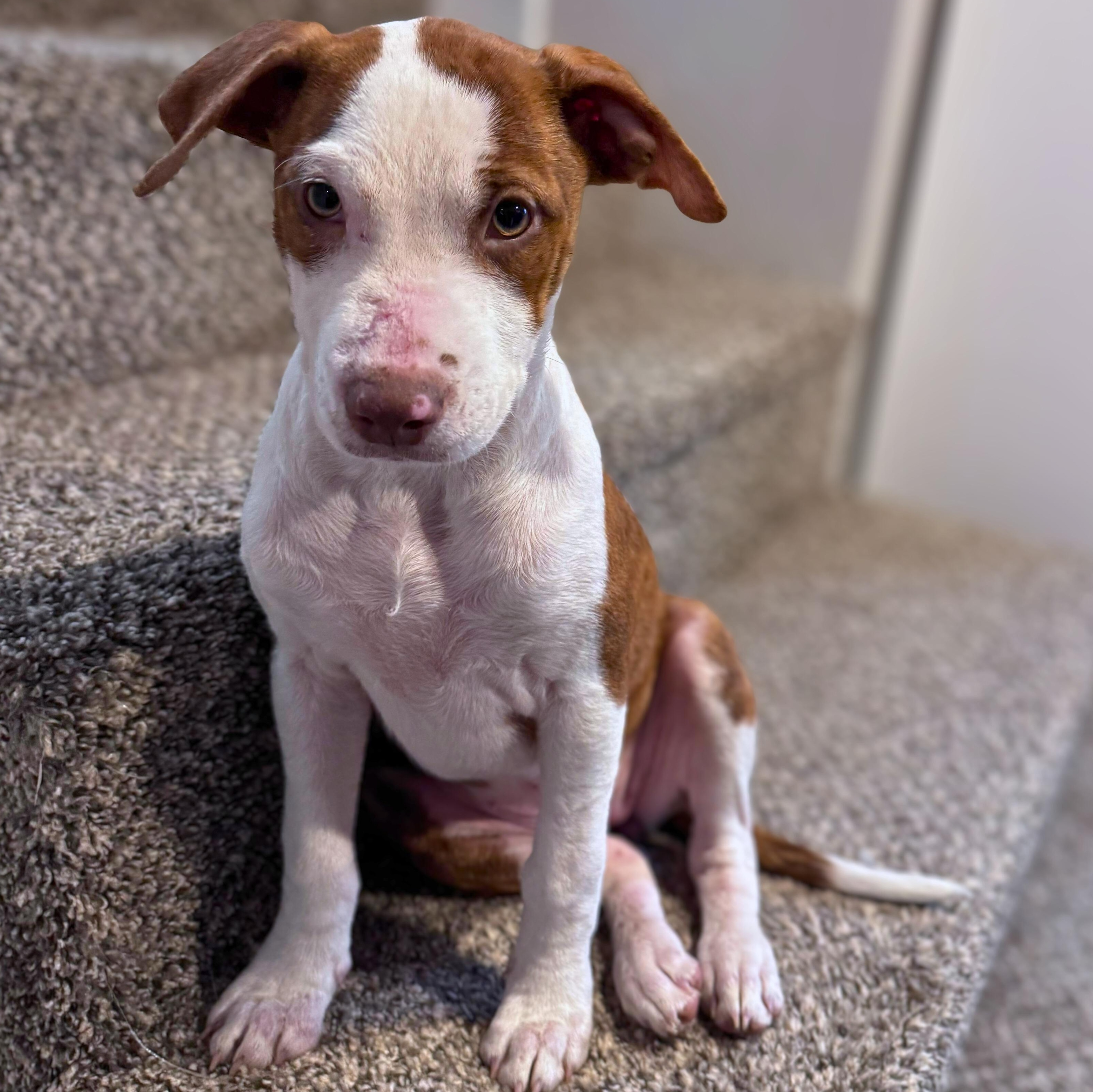 Enlarge Ellie, a Adoptable mixed breed in Baltimore, MD image 5/6