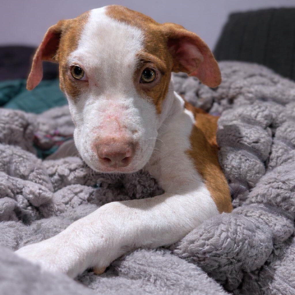 Enlarge Ellie, a Adoptable mixed breed in Baltimore, MD image 6/6