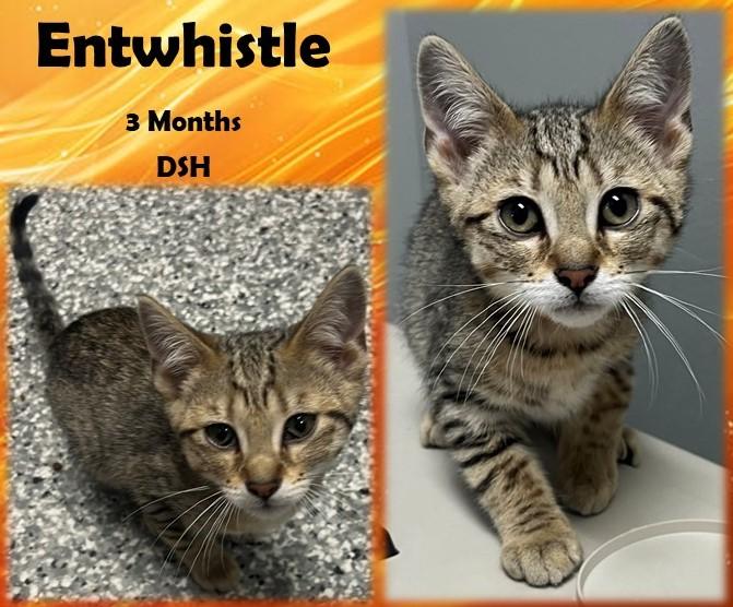 Entwhistle
