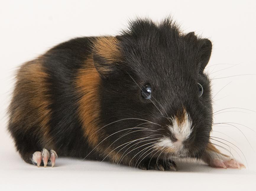 Enlarge Sugar and Butter, a ADOPTABLE Guinea Pig in Chicago, IL image 1/6