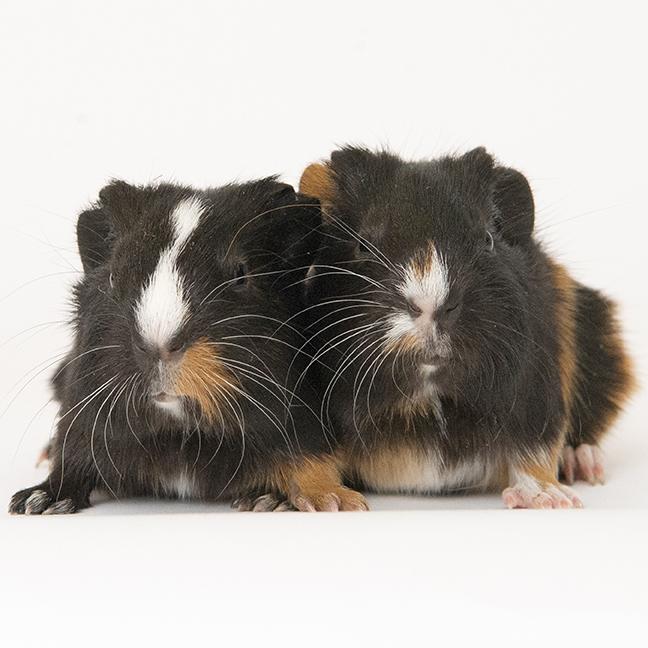 Enlarge Sugar and Butter, a ADOPTABLE Guinea Pig in Chicago, IL image 2/6