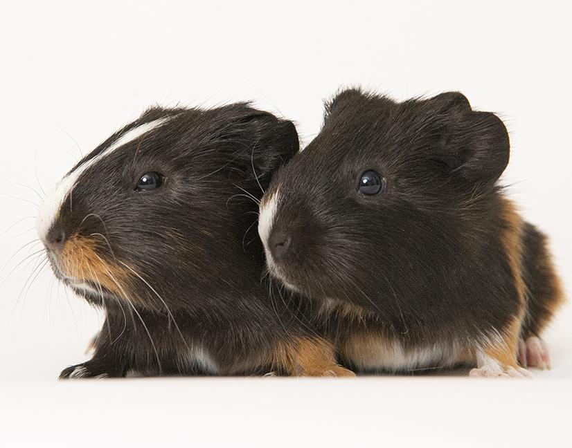 Enlarge Sugar and Butter, a ADOPTABLE Guinea Pig in Chicago, IL image 3/6