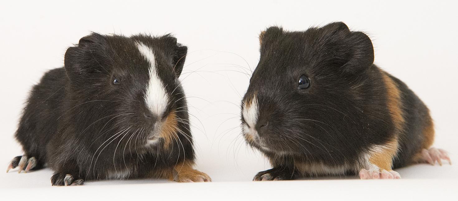 Enlarge Sugar and Butter, a ADOPTABLE Guinea Pig in Chicago, IL image 4/6
